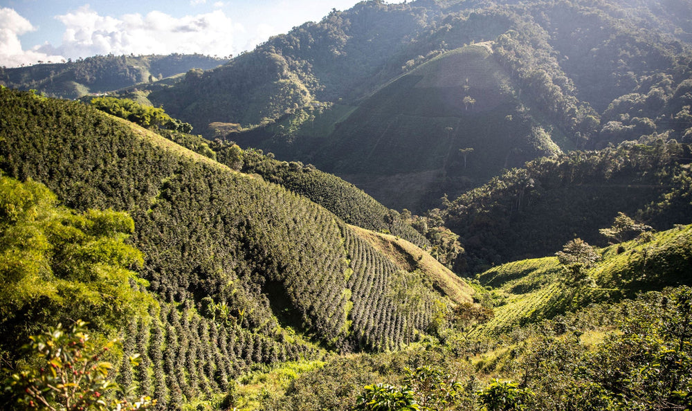 Colombia decaf