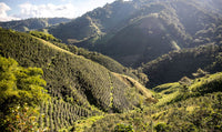Colombia decaf